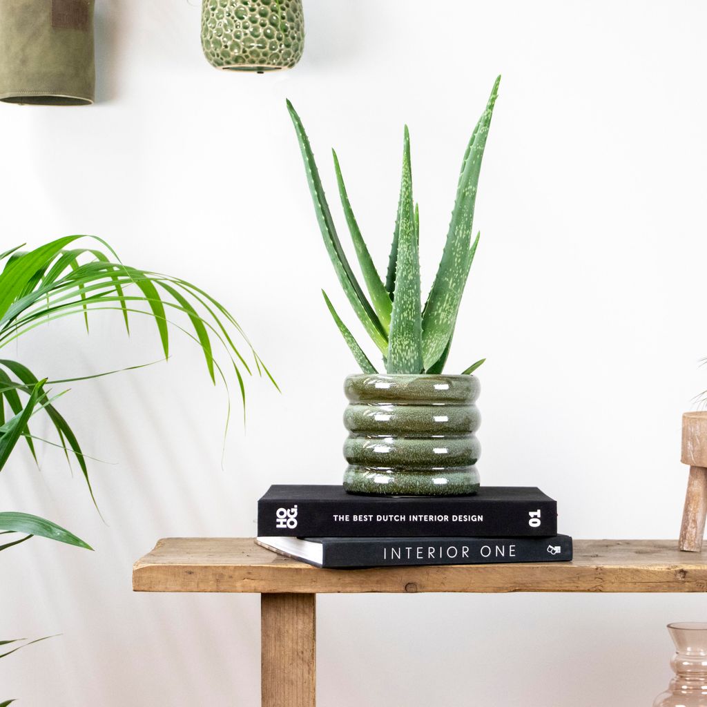 Bloomique Aloe Vera Pflanze 35-45 cm | Pflegeleicht