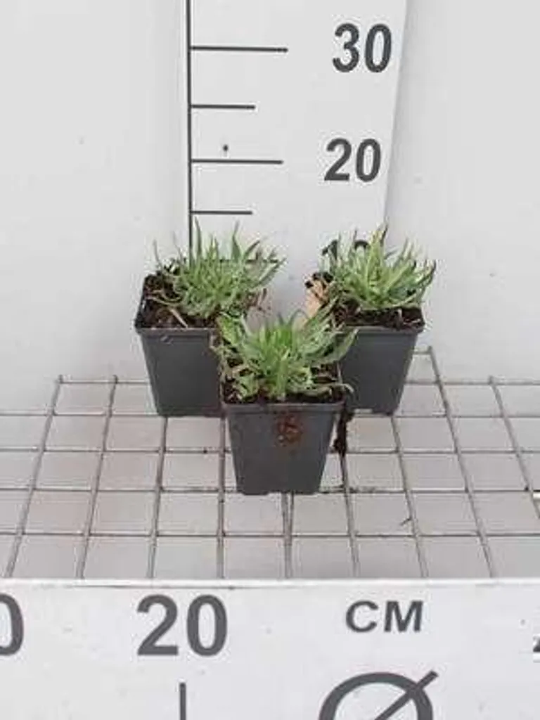 Fleurs blanches résistantes soleil Catananche caerulea lot 6 plants