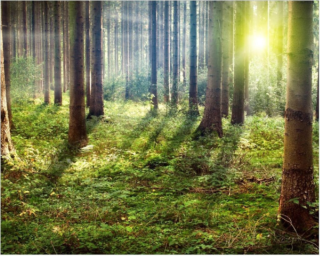 Wallario Poster - Sonnenuntergang im Wald zwischen den Bäumen, Kunstdruck Größe: 40 x 50 cm