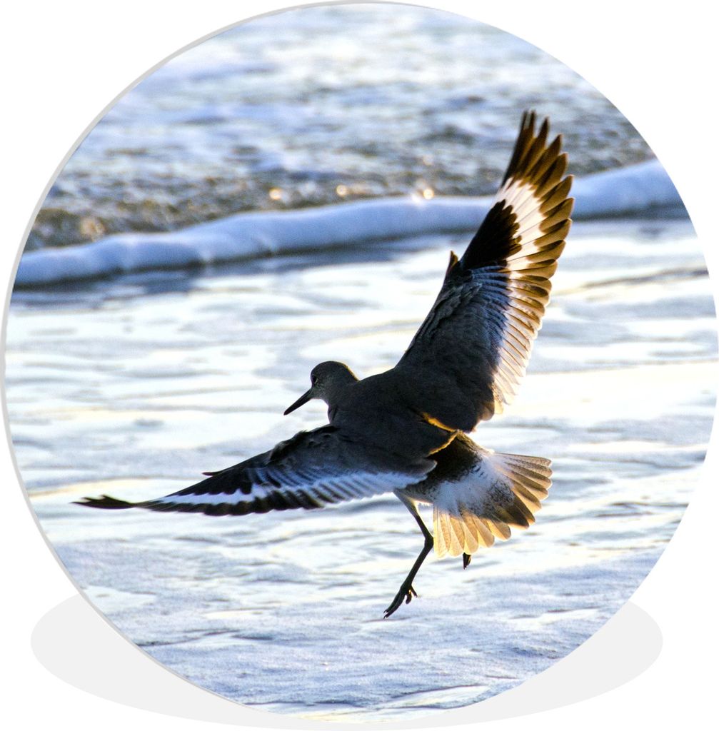 MuchoWow Rundes Wandbild - Runde Bilder Ein Willet landet am Strand Ø 90 cm Kreis Wanddekoration Kunststoff - Wandkreis - Wandschmuck - Wand-Kre...