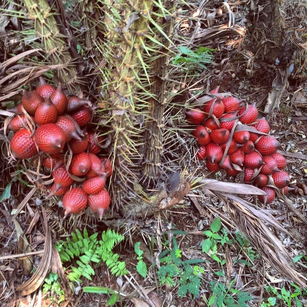 Rote Schlangenfrucht (Salacca affinis) - 1 Samen