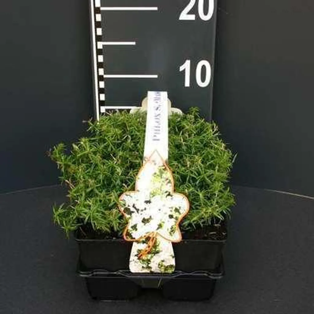 6 Phlox subulata Maischnee - Mousse fleurie blanche - Pots 9x9 cm