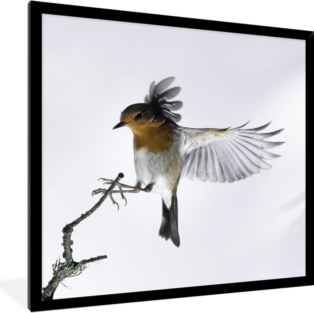 MuchoWow Gerahmtes Poster Nahaufnahme Vogel 40x40 cm - Poster mit Schwarzem Bilderrahmen Wandposter Rahmen Foto Bilder - Mit Rahmen - Wanddekorat...