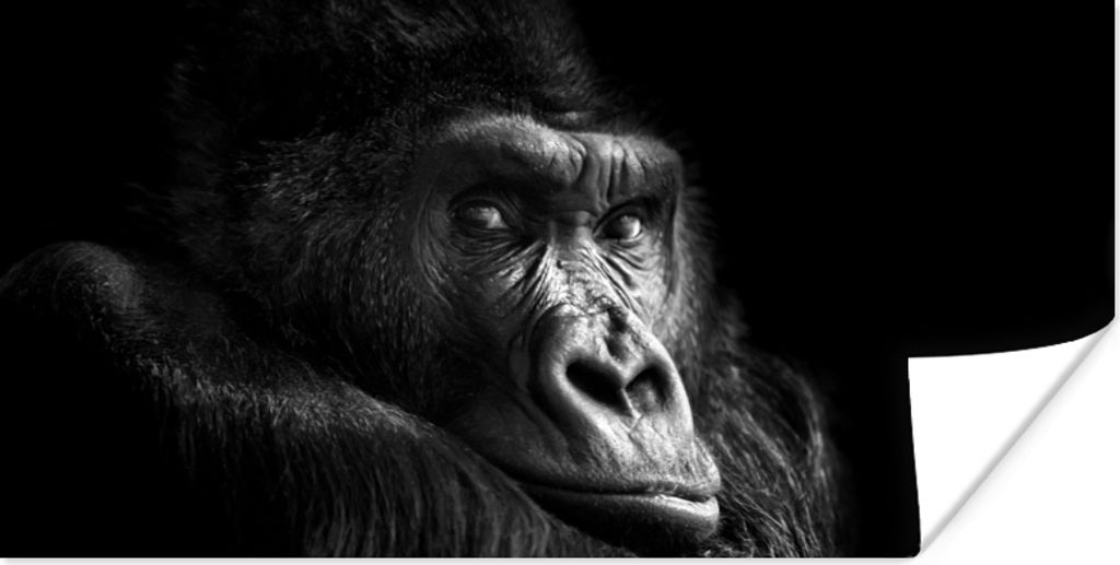 MuchoWow Poster Gorilla - Affe - Schwarz - Weiß - Porträt 80x40 cm - Wanddeko