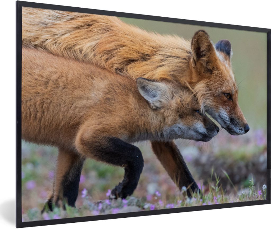 MuchoWow MuchoWow Gerahmtes Poster Rotfuchs mit Jungtier 60x40 cm - Poster mit zchwarzem Bilderrahmen - Printing - Wanddeko Schlafzimmer