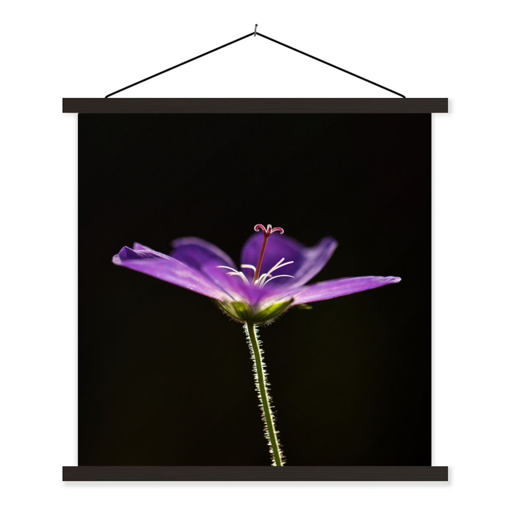 MuchoWow Textilposter Eine lila Geranie auf schwarzem Hintergrund 40x40 cm mit schwarzem Rahmen - Fotos