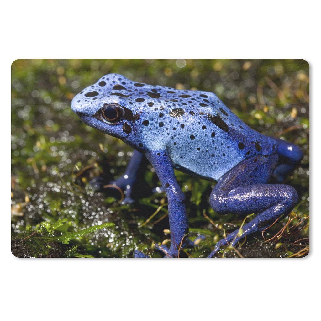 MuchoWow Mauspad Mousepad Frosch - Fels - Reptil 27x18 cm - Mousepads - Maus Mat - Pad - Mausunterlage - Büroartikel - Desk Matten