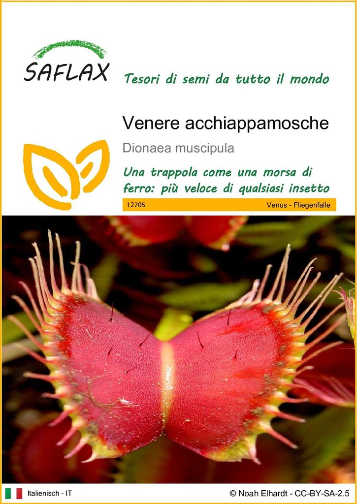 SAFLAX  - Venere acchiappamosche - 10 semi - Dionaea Immagine del prodotto 