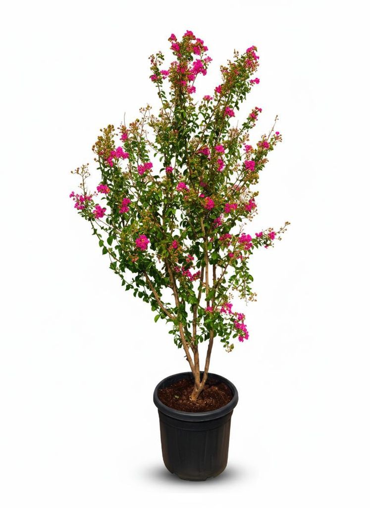 Sunny Tree – Lagerstroemia indica (Indischer Flieder) – Multistamm – 200 cm – 55-Liter-Container – Rosablühend – Winterharter Zierstrauch