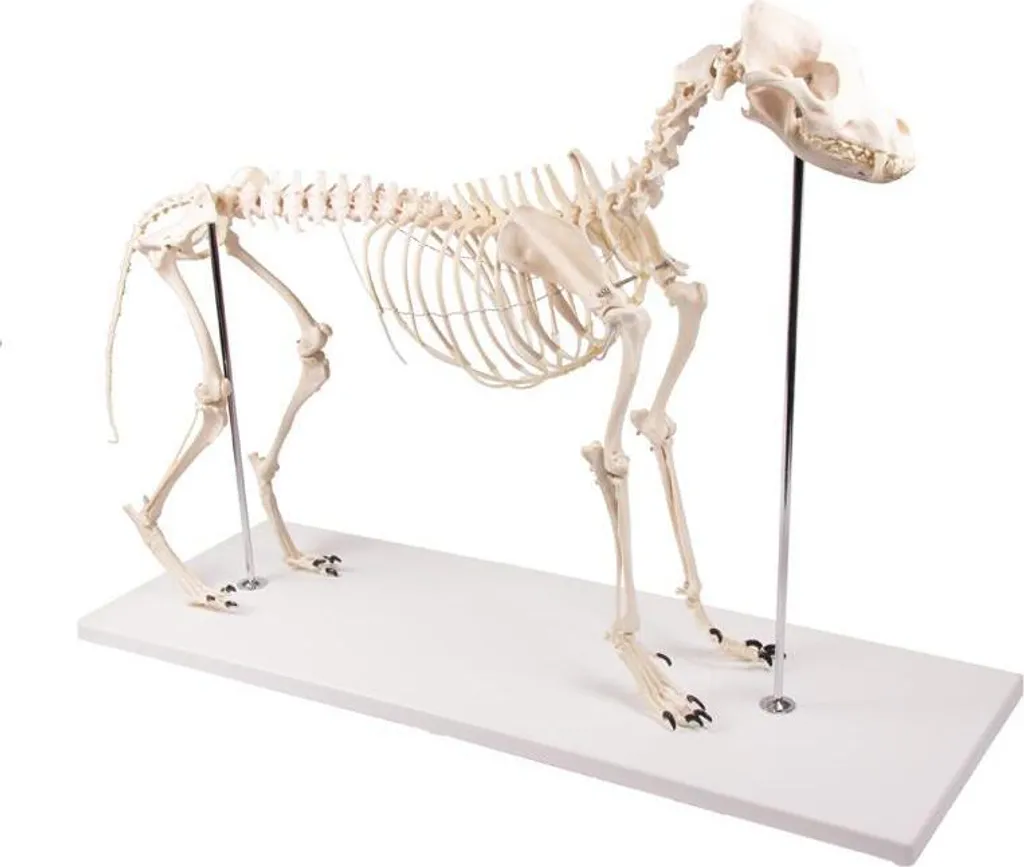 Squelette canin Olaf pour cabinet vétérinaire et décoration éducative