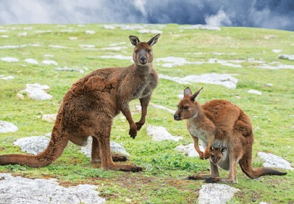3 D Ansichtskarte Känguruhs, Postkarte Wackelkarte Hologrammkarte Tiere Tier Känguruh