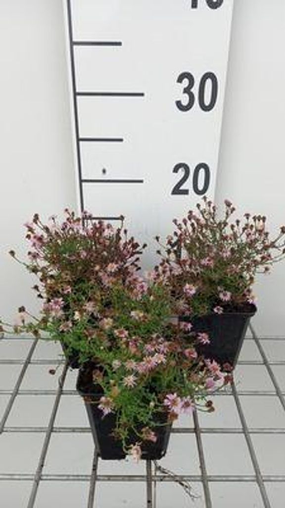 6 x Aster eric. 'Pink Cloud' - Herbstaster - Topf 9 x 9 cm