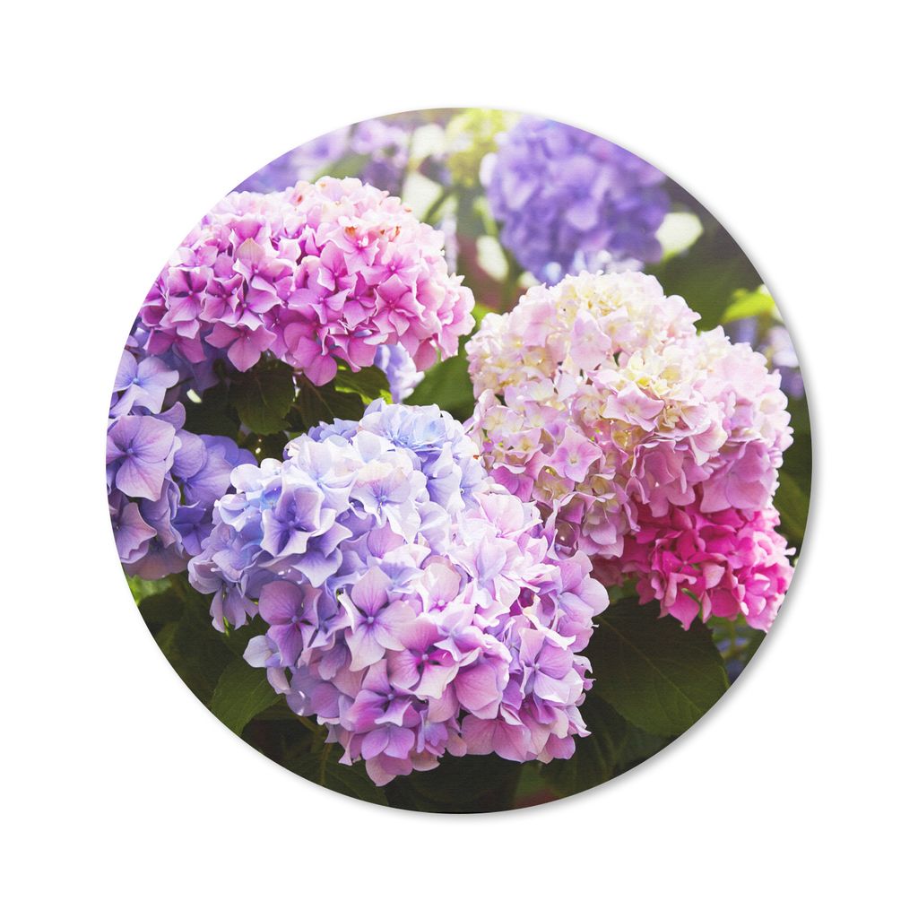 MuchoWow Mauspad Mousepad Blumen - Hortensie - Rosa - Blätter - Sonne 20x20 cm - Mousepads - Maus Mat - Pad - Mausunterlage - Schreibtischmatte