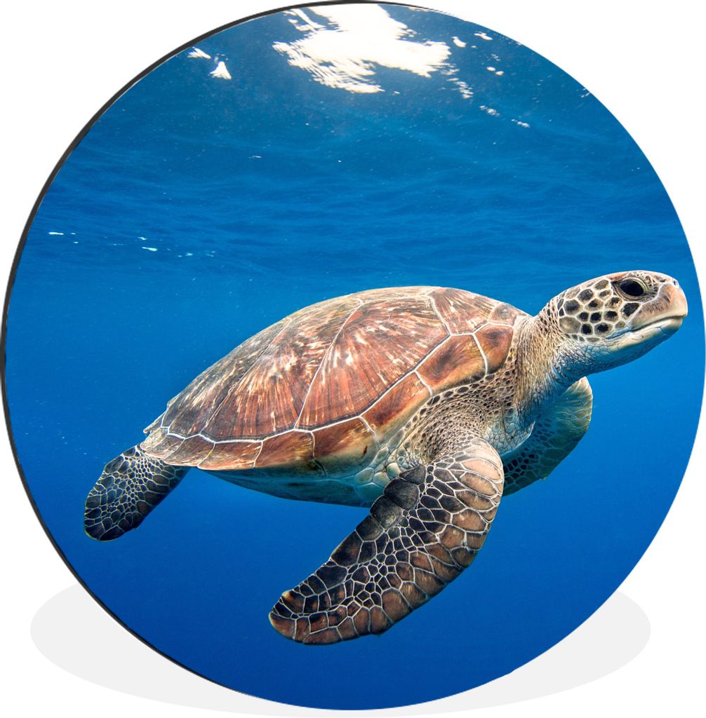 MuchoWow Aluminium Wandkreis Schildkröte im Ozean Ø 30 cm Wanddeko Modern Wohnzimmer - Wand Bild - Wohnzimmer - Runde Bilder - Alubilder - Kuns...
