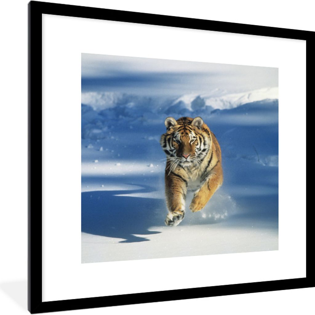 MuchoWow Gerahmtes Poster Tiger - Schnee - Lauf 40x40 cm - Poster mit Schwarzem Bilderrahmen Wandposter Rahmen Foto Bilder - Poster - Plakat im R...