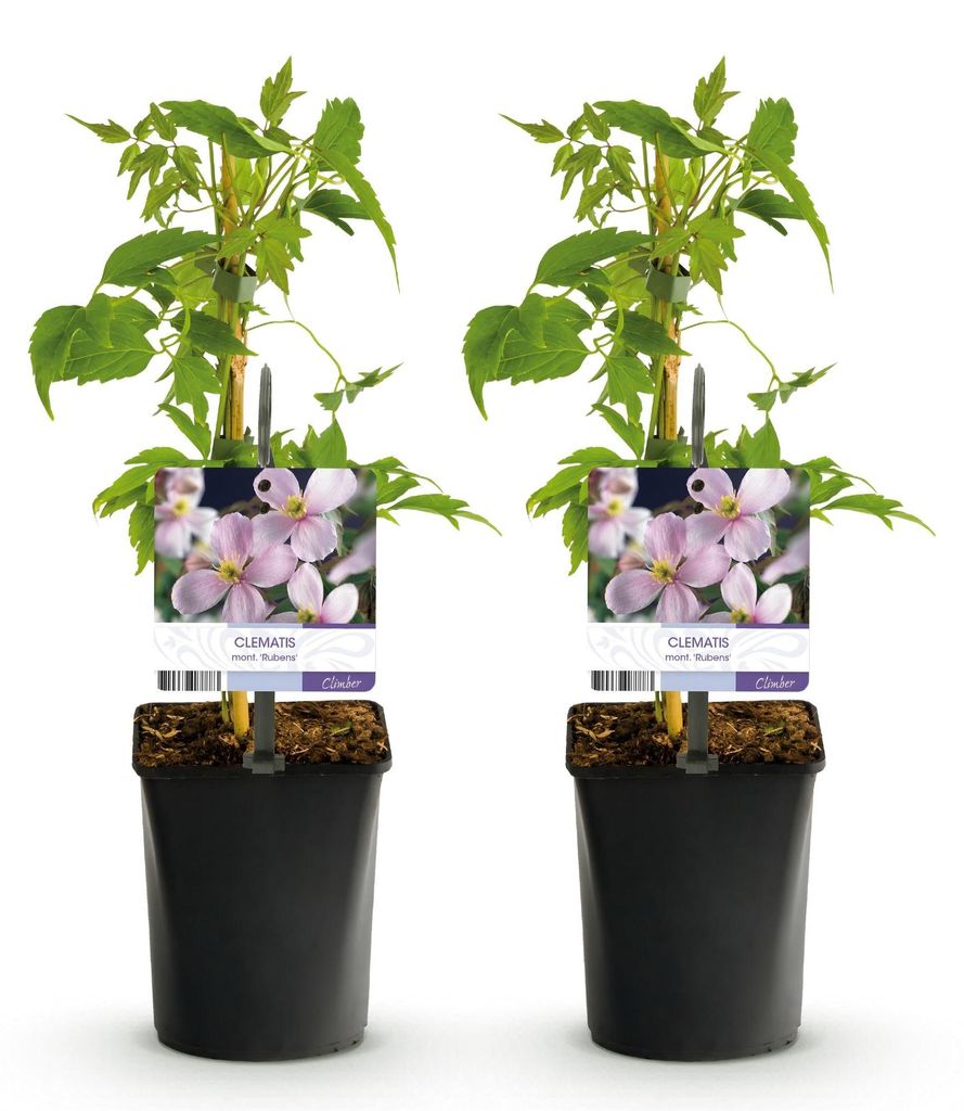 Green boutiQ - Klimplant - Clematis montana Rubens - Bloem Image du produit 