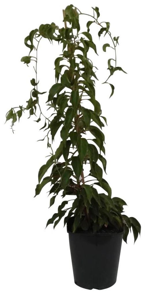 Issai kräftige Kiwipflanze Actinidia arguta selbstfruchtbar Produktbild 