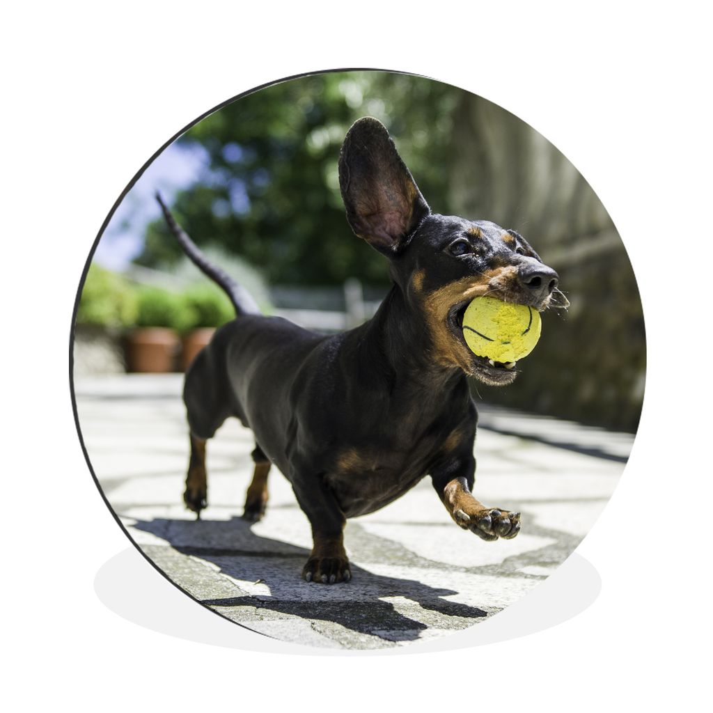MuchoWow Aluminium Wandkreis Ein schwarzer Dachshund mit einem Tennisball Ø 90 cm Wanddeko Modern Wohnzimmer - Mauerkreis - Wandbilder - Runde B...