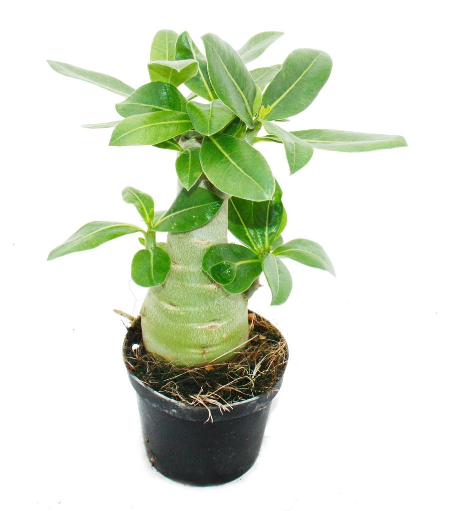 Malá pouštní růže, adenium, překvapivá barva, 10cm květináč Obrázek produktu 