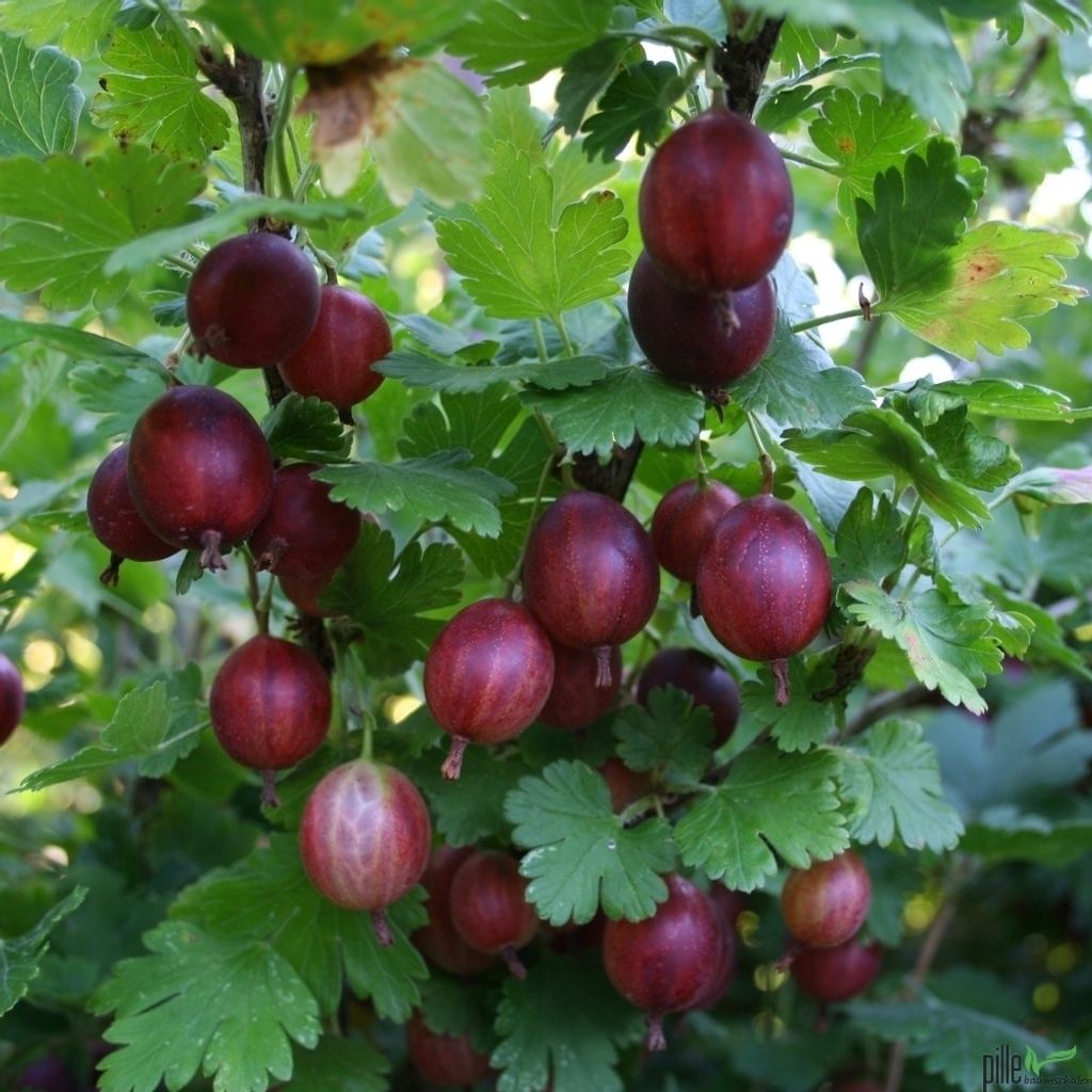Stachelbeere Hinnonmäki rot Fußstamm 80-90 cm hoch