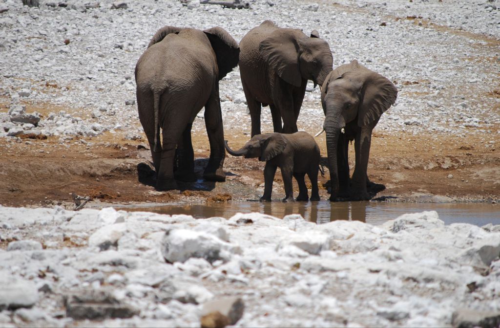 hansepuzzle 84364 - Elefanten Puzzle, 500 Teile, Natur, 46,0 x 30,0cm mit hochwertiger Aufbewahrung, Kartonbox und wiederverschließbarem Beutel