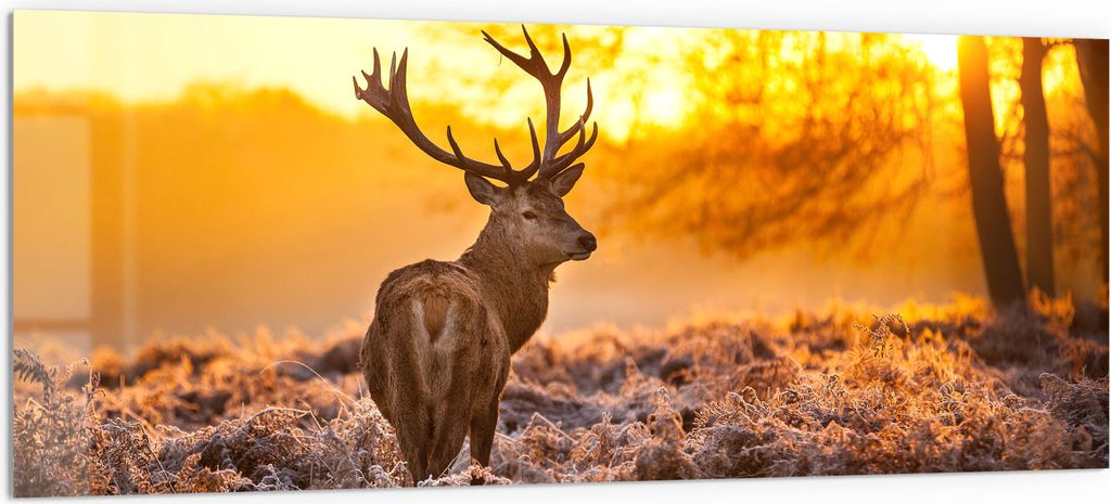 DEQORI Küchenrückwand Glas 125x50 cm 'Hirsch am Wintermorgen' Spritzschutz Bad Rückwand