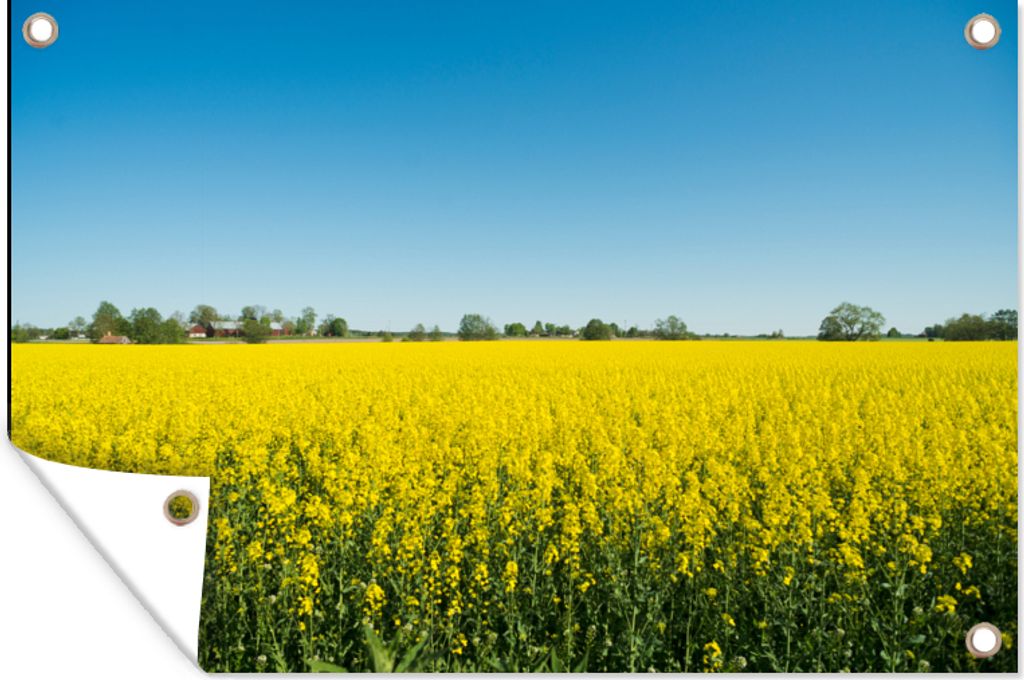 MuchoWow 90x60 cm Outdoor-Poster Gartendeko Sichtschutz Garten Poster für den Garten Ölsaat - Gelb - Frühling
