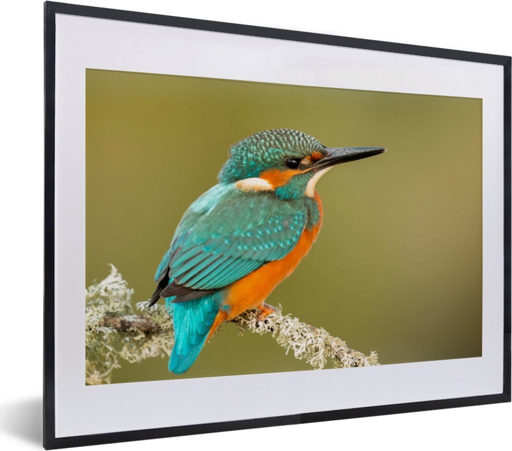 MuchoWow Gerahmtes Poster Eisvogel - Tiere - Vogel 40x30 cm - Poster mit Schwarzem Bilderrahmen Wandposter Rahmen Foto Bilder - Bilderrahmen - Po...