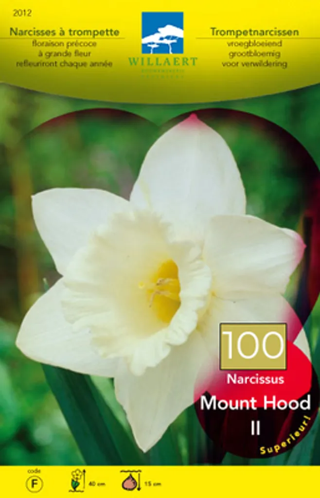 Narcissus Mount Hood : 100 Bulbes Rustiques à Floraison Printanière