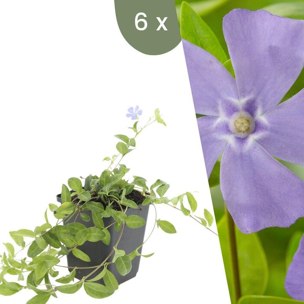 Plants by Frank | 6 Immergrün Pflanzen | Vinca Minor | Produktbild 