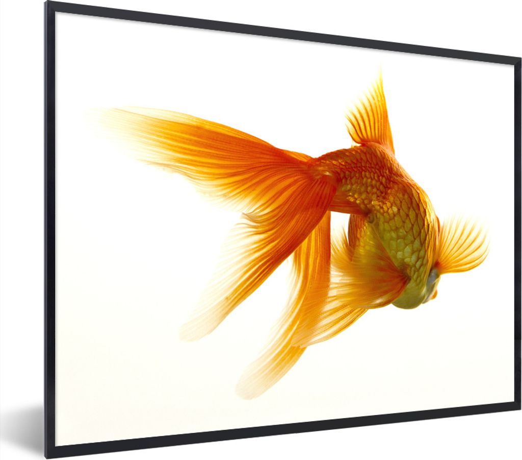 MuchoWow Gerahmtes Poster Goldfisch - Meerestiere - Weiß 80x60 cm - Poster mit Schwarzem Bilderrahmen Wandposter Rahmen Foto Bilder - Schwarzem ...