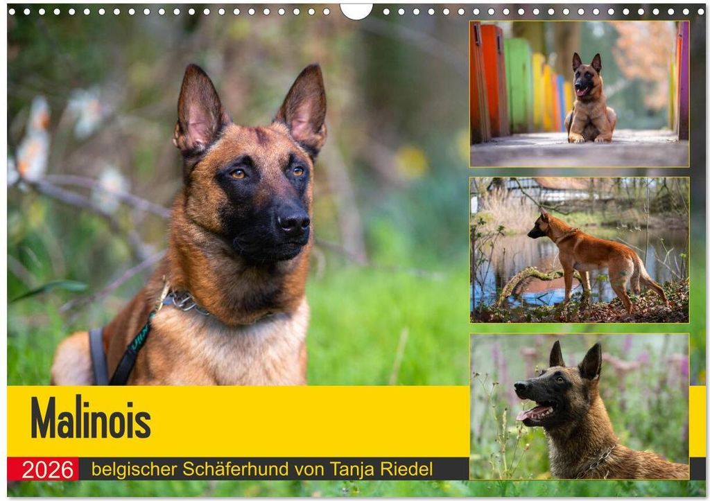Malinois - belgischer Schäferhund (Wandkalender 2026 DIN A3 quer), CALVENDO Monatskalender