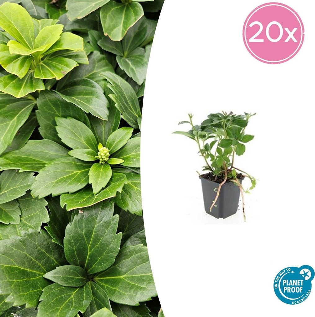 Bodendecker - Schattengrün - Dickmännchen - Pachysandra terminalis - 9cm Topf - Set mit 20 Pflanzen