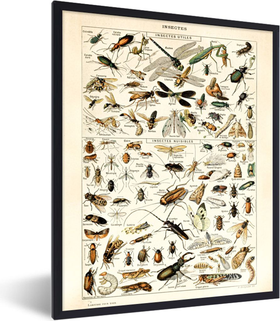 MuchoWow® Gerahmtes Poster Insekten - Tiere - Gestaltung Produktbild 