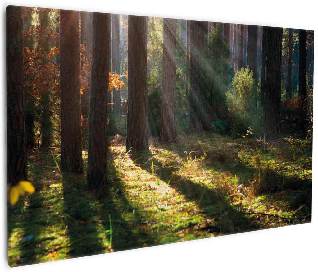 Wallario Premium Leinwandbild Sonnenstrahlen im Herbstwald in Größe 60 x 90 cm