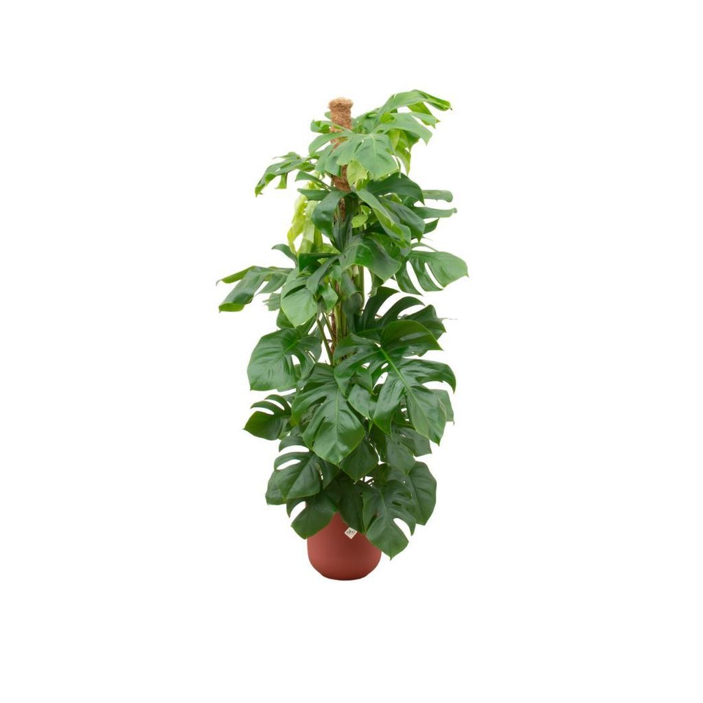 Kombi-Angebot: Fensterblatt XL inkl. elho Jazz Round Rot – 150 cm hoch, Topf Ø 26 cm