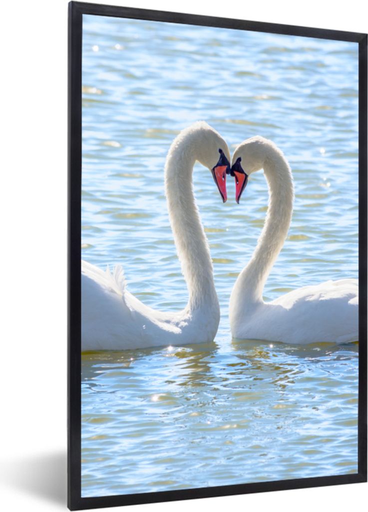 MuchoWow Gerahmtes Poster Vögel - Schwan - Wasser - Liebe - Sonne 40x60 cm - Poster mit Schwarzem Bilderrahmen Wandposter Rahmen Foto Bilder - P...