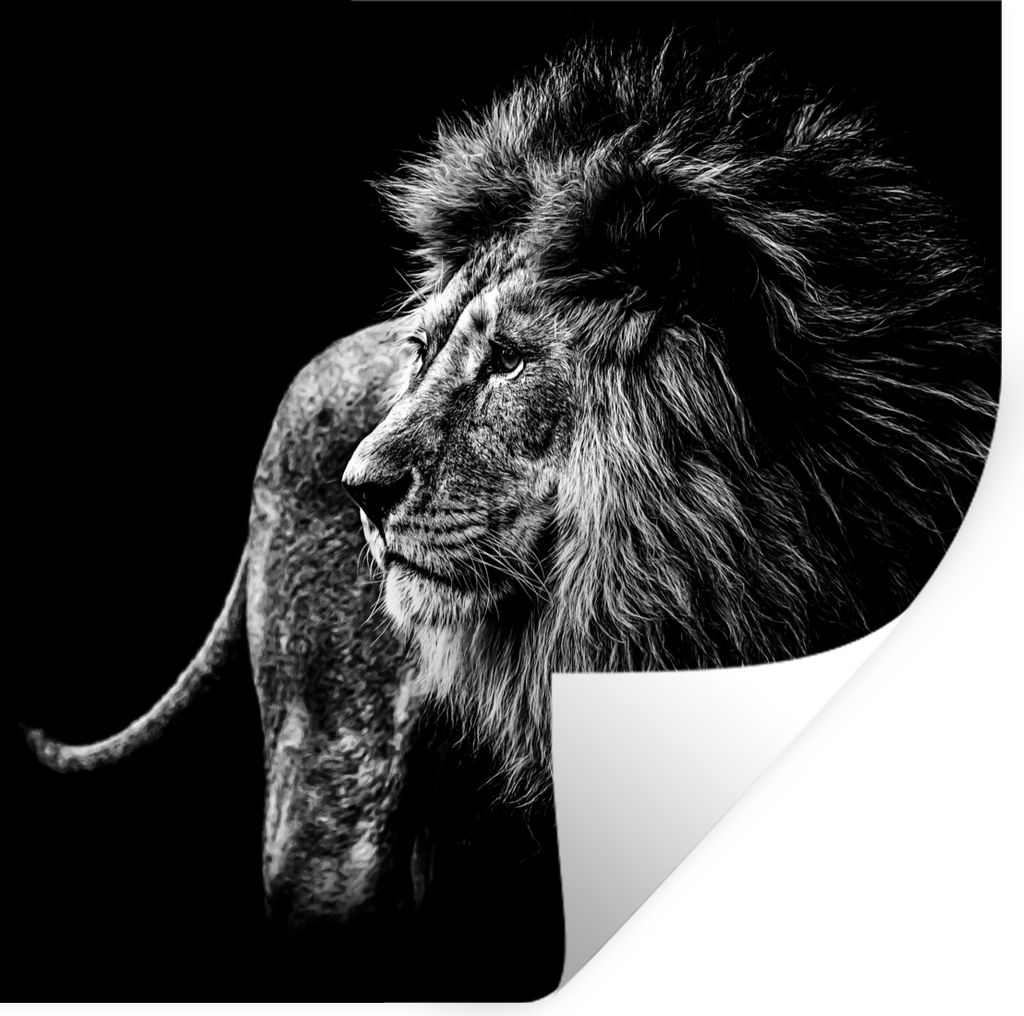 MuchoWow Wandtattoo Wandsticker Wandaufkleber Tiere - Wild - Löwe - Schwarz - Weiß 100x100 cm Selbstklebend und Repositionierbar - Wierderverwe...