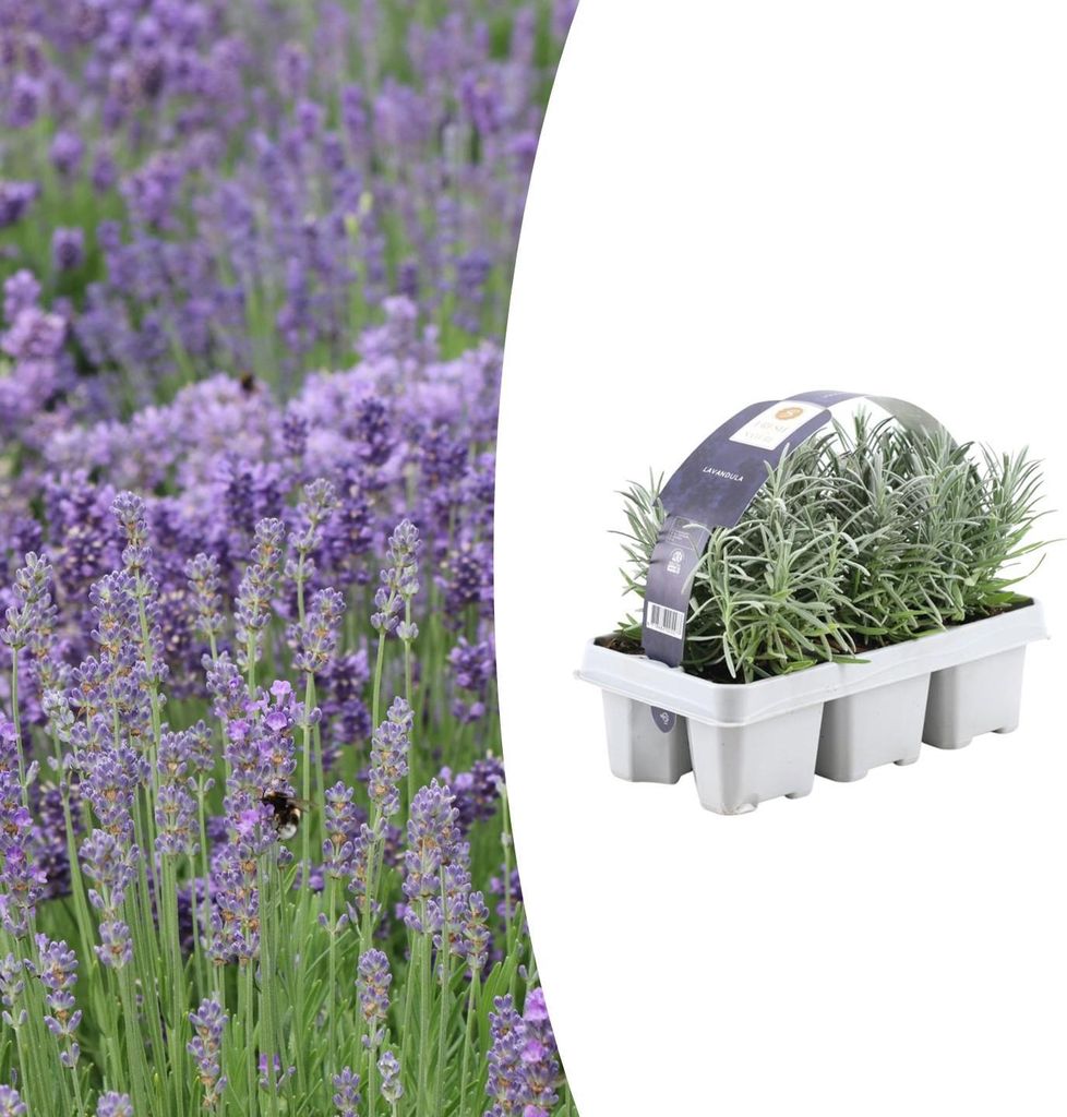 Lavendel angustifolia | 6 Stücke - 15cm - Ø7cm - Gartenpflanze