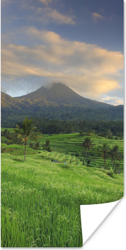 MuchoWow Poster Reisfelder auf Bali 40x80 cm - Dekoration