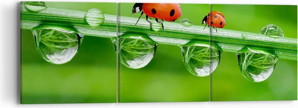 Bild auf Leinwand - Leinwandbild - Marienkäfer Wasser Grün Umwelt - 90x30cm - Wand Bild - Wanddeko - Leinwanddruck - Bilder - Kunstdruck - Wandde...