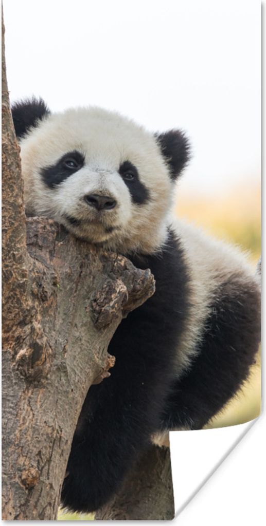 MuchoWow Poster Panda - Baum - Licht 75x150 cm - Dekoration für die Wände