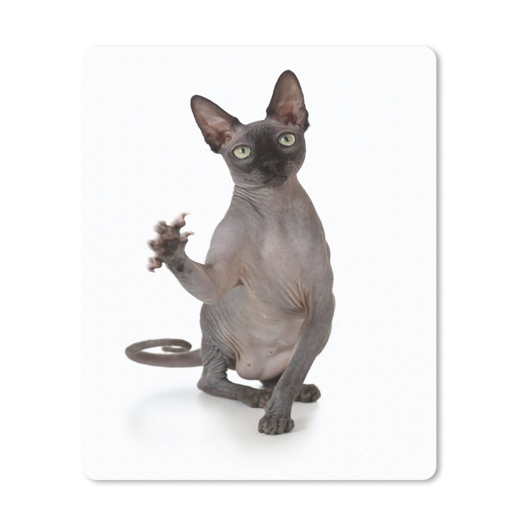 MuchoWow® Mauspad Mousepad Eine kratzende Sphynx auf weißem Produktbild 