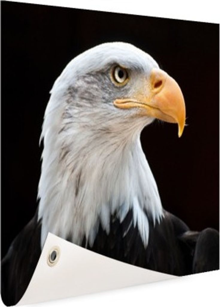 MuchoWow 40x30 cm Outdoor-Poster Gartendeko Sichtschutz Garten Poster für den Garten Seeadler - Porträt - Vogel - Seeadler