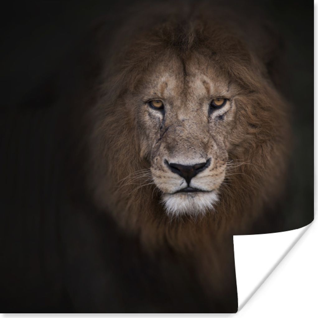 MuchoWow Poster Löwe - Schatten - Wild 50x50 cm - Wohnzimmerdekoration