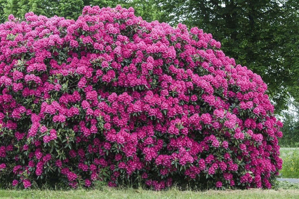 Rhododendron 'Nova Zembla', rot, 3040 cm Strucher & Bume