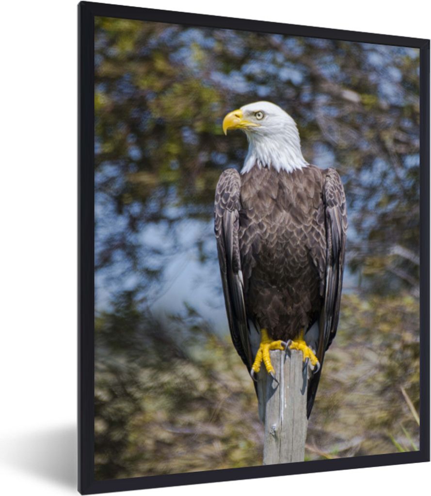 MuchoWow MuchoWow Gerahmtes Poster Ein Weißkopfseeadler auf einer Stange schaut zur Seite 30x40 cm - Poster mit zchwarzem Bilderrahmen - Wandd...