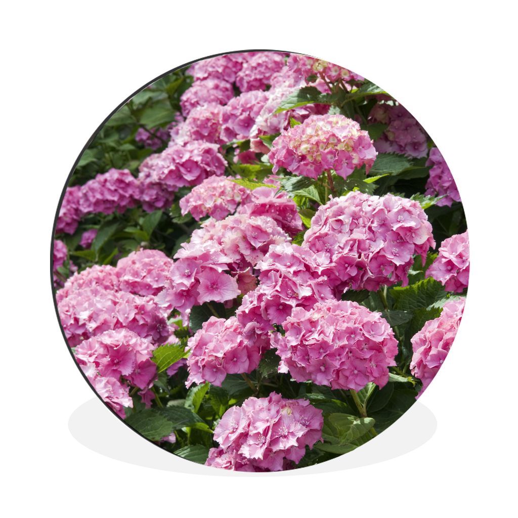 MuchoWow Aluminium Wandkreis rosa Hortensien im Sommer Ø 60 cm Wanddeko Modern Wohnzimmer - Wand Kreis - Wandbild - Schlafzimmer - Aluminium Bil...