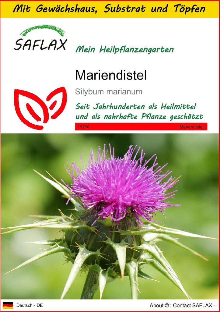 SAFLAX Anzucht Set - Mariendistel - Silybum marianum - 75 Samen - Mit Mini-Gewächshaus, Anzuchtsubstrat und 2 Töpfen