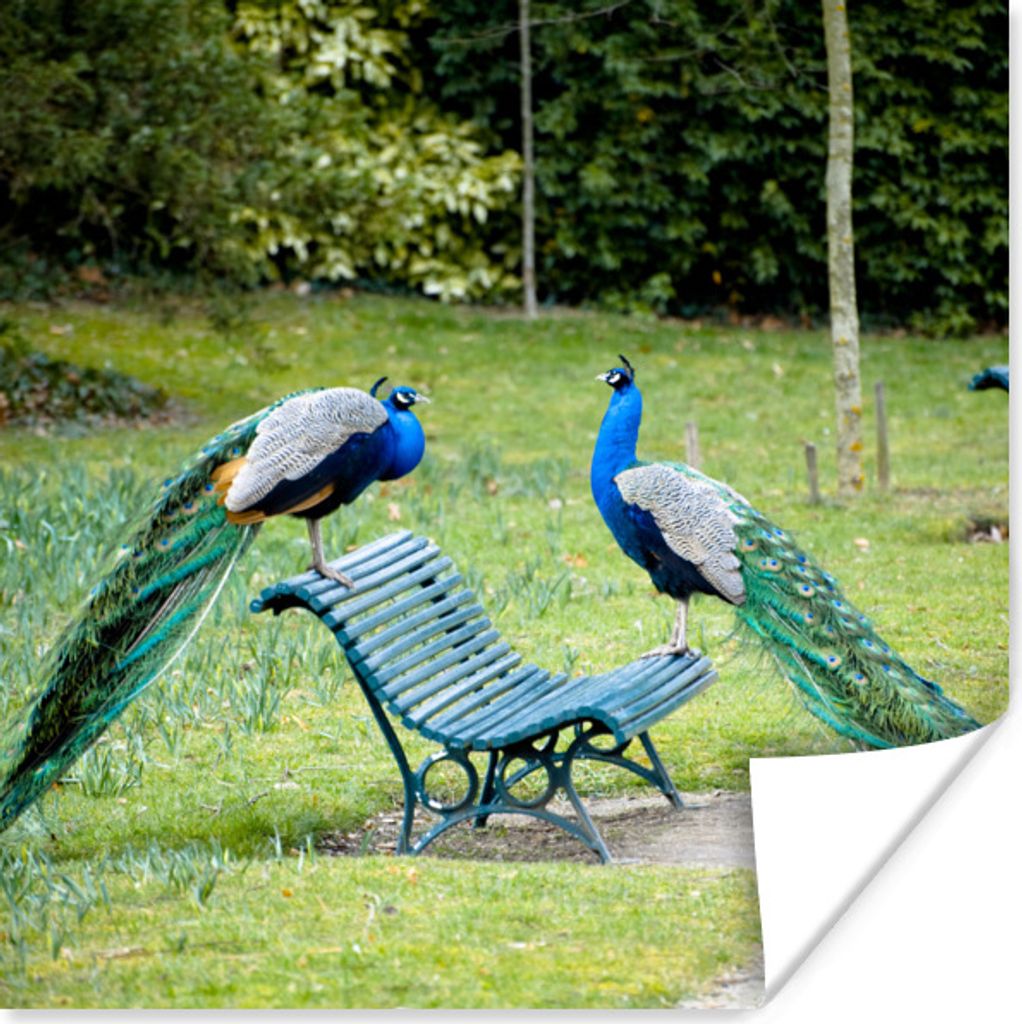 MuchoWow Poster Pfau - Bank - Park 50x50 cm - Wohnzimmerdekoration